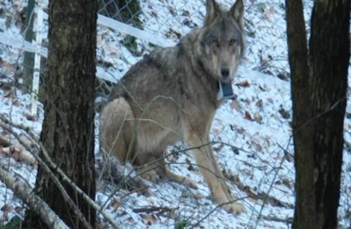 {Wilk potrącony przez samochód w okolicach Ciechocinka, który dochodzi do zdrowia w ośrodku rehabilitacji zwierząt dzikich w Napromku koło Olsztynka, ma się coraz lepiej.}